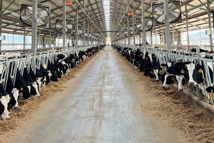 Embriões Revolucionam o Melhoramento Genético de Rebanhos Leiteiros na Ásia