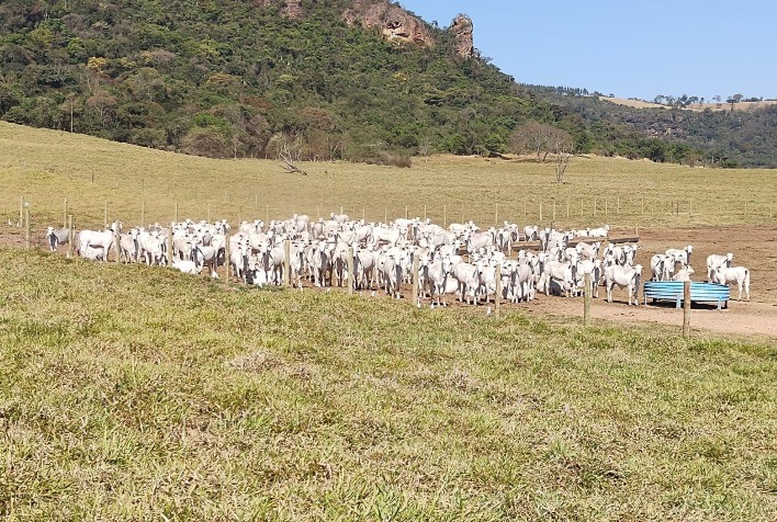 Sequestro de Bezerros: Redução de Custos e Aumento de Lucro na Pecuária de Corte