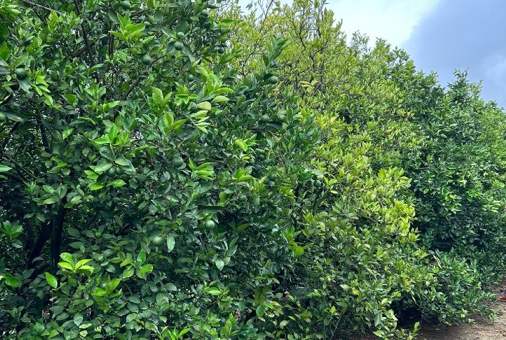 Sipcam Nichino realiza encontros regionais para apresentar novo controle do psilídeo-dos-citros