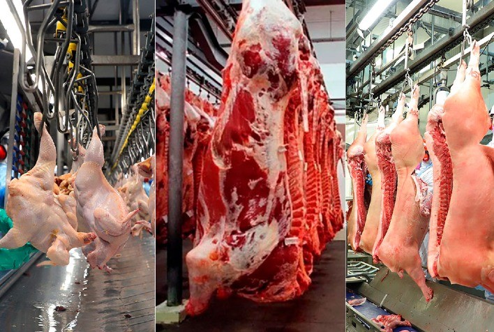 Avanço na Produção Animal: Crescimento no Abate de Bovinos, Suínos e Frangos