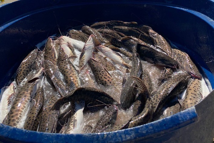 Cuiabá Sedia Encontro dos Piscicultores para Impulsionar a Cadeia Produtiva do Peixe