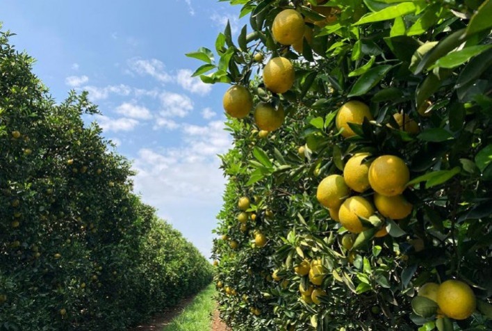 Estimativa Inédita Valoriza Carbono na Citricultura Brasileira em US$ 7,72 por Tonelada