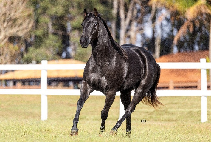 5º Leilão Virtual Rancho Promissão Laço & Rédeas: Transparência e Confiança Garantem 100% de Liquidez