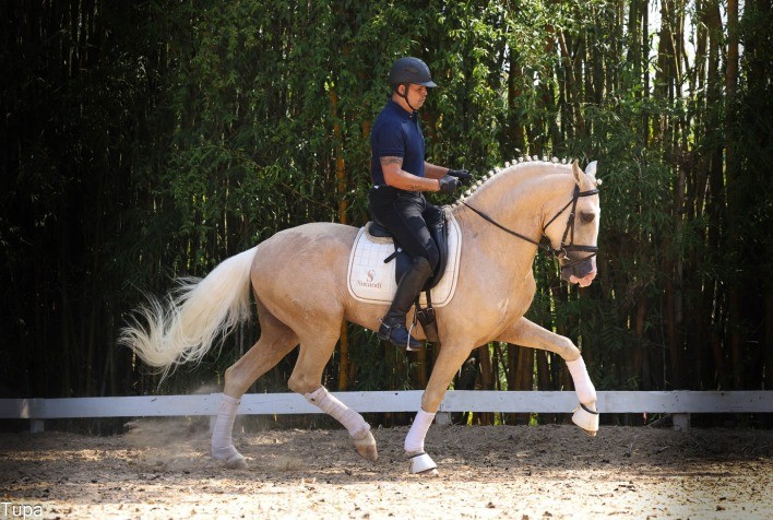 4º Leilão Genética de Campeões Reflete Expansão e Valorização do Cavalo Lusitano