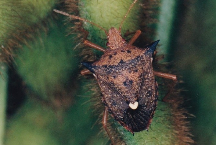 Especialistas Debatem Estratégias para Combater Percevejos e Evitar Perdas na Safra de Soja 24/25