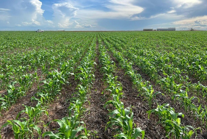 Sipcam Nichino Lança Herbicida Inovador para o Manejo de Sorgo