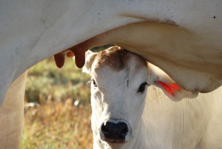 Projeto “Cada Bezerro Importa” Reduz Mortalidade e Melhora o Bem-Estar Animal com Apoio da Beckhauser