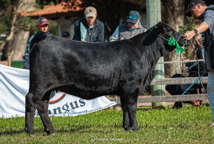 Genética Campeã da Rincon Brilha na Expointer 2024