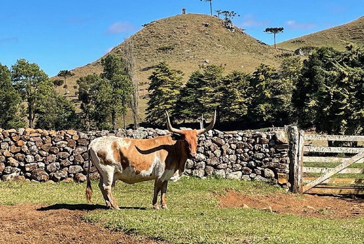 Conservação Genética da Raça Crioula Lageana: Avanços no Banco de Germoplasma