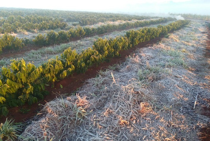 Geada no Sul de Minas tem impacto limitado na safra de café de 2025, mas seca é motivo de maior preocupação