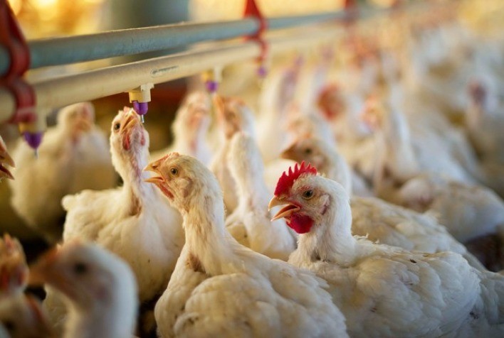 Em julho, frango vivo alcançou a melhor cotação dos últimos quatro meses