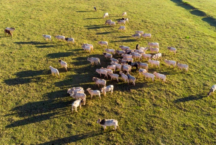 Fortalecimento das Relações Externas e Controle Sanitário Impulsionam Oportunidades para o Agro Brasileiro, Destaca Ministro Fávaro