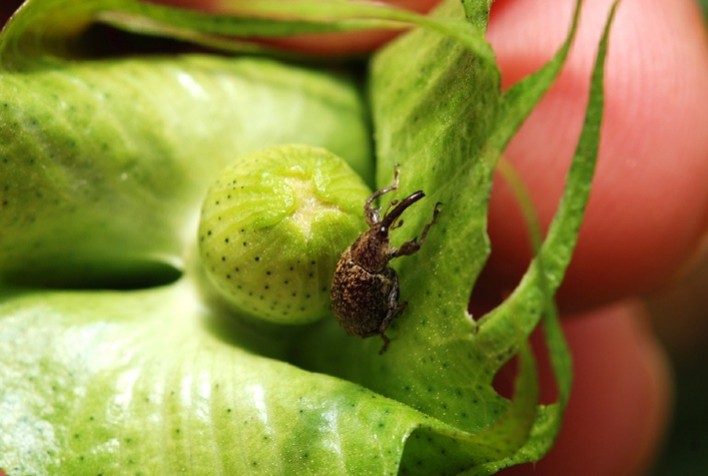 Safra 2023/24 enfrenta grave surto de bicudo do algodoeiro em Mato Grosso