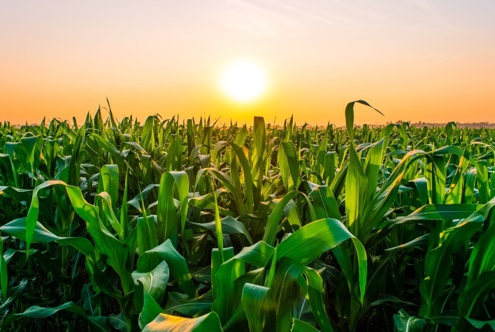 Novo Fungicida da Corteva Agriscience Oferece Solução Avançada para Controle de Doenças em Milho