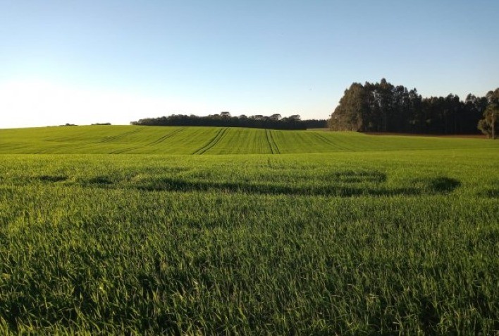 Produção de Trigo no Paraná Enfrenta Incertezas Pós-Geadas, Enquanto Mercado Internacional Monitora Safras