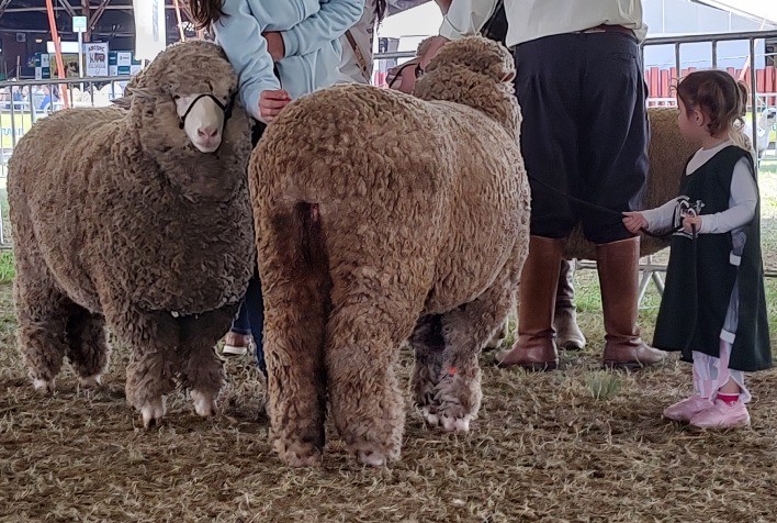 Arco Destaca Qualidade da Carne Ovinina e Promove Oficinas para Jovens na Expointer