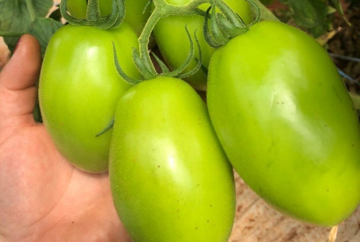 "Boro: Como o Incremento Inteligente Está Transformando a Produção de Hortifrútis"