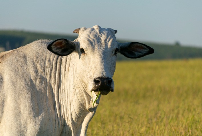 Proteção do Rebanho: Estratégias Contra a Tripanosomose Bovina