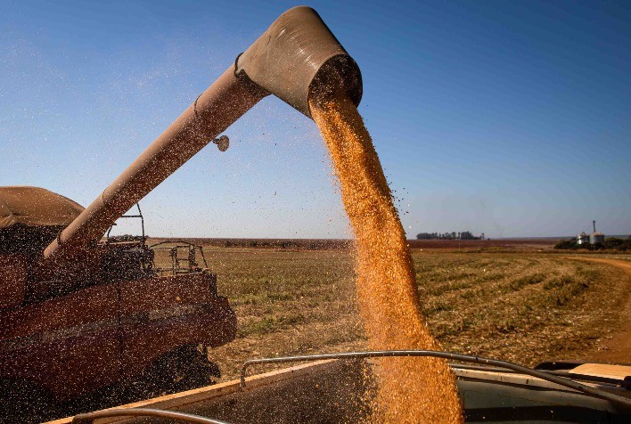 Colheita da Segunda Safra de Milho no Brasil Alcança 91,28%