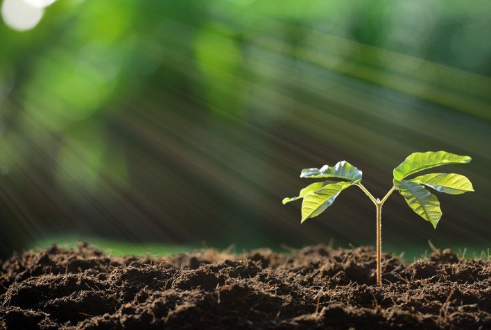 Fotossíntese e a produtividade