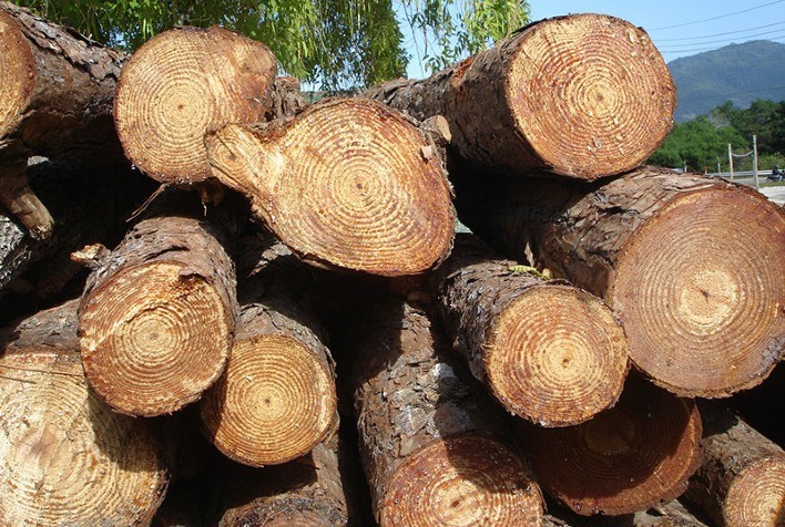 Exploração Madeireira no Acre Diminui 60% em 2023, Revela Estudo