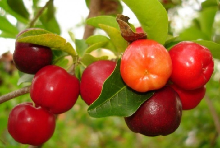 Estudo Avalia Novas Variedades de Acerola com Potencial para o Espírito Santo