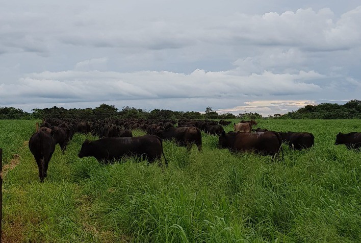 Programa Precoce MS Avança com Novas Diretrizes para Beneficiar Técnicos e Pecuaristas