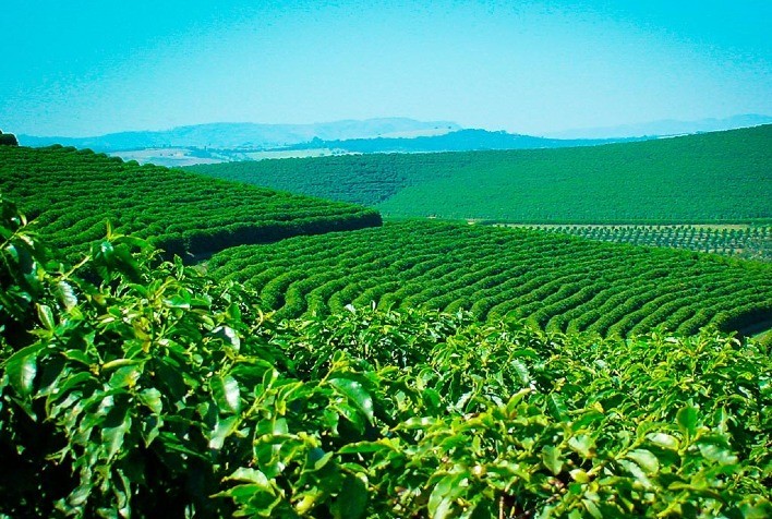 Cecafé Lança Página Informativa sobre o EUDR e o Comércio de Café Brasileiro