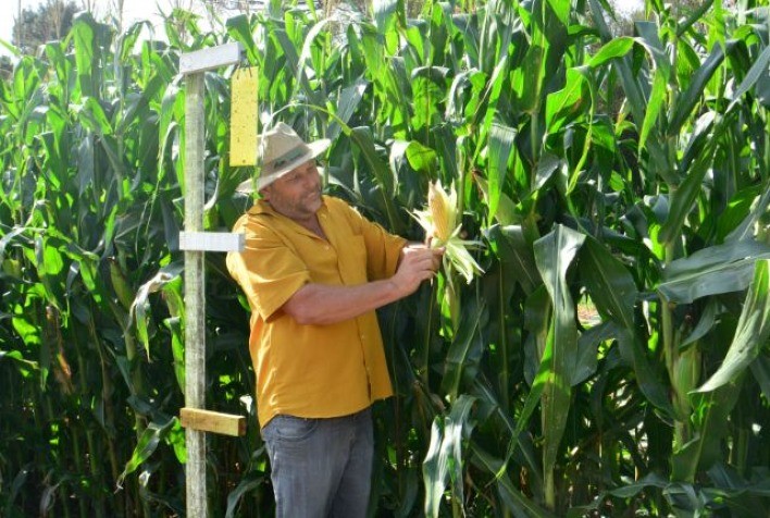 Santa Catarina Registra Baixa Incidência de Cigarrinha-do-Milho em Monitoramento Inicial