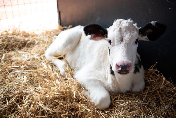 Sanidade, Nutrição e Ambiente: O Cuidado com Bezerras e Seu Impacto na Produtividade das Fazendas Leiteiras