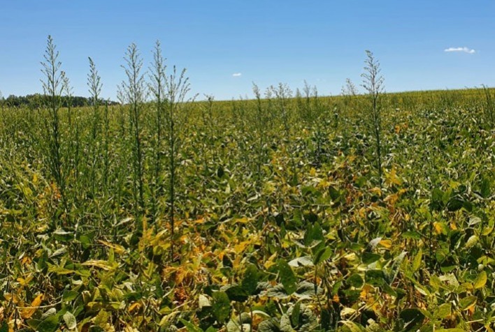 Controle do Capim-Amargoso, Buva e Vassourinha-de-Botão: Medidas Essenciais para Proteger Soja e Milho