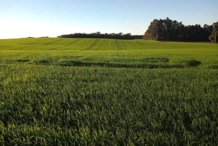 Impacto Climático Compromete Produtividade do Trigo em Cornélio Procópio (PR)