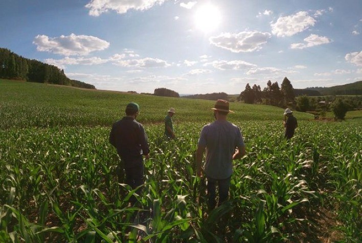 Santa Catarina Pode Aumentar Produção de Milho em 1 Milhão de Toneladas Sem Expandir Área Plantada
