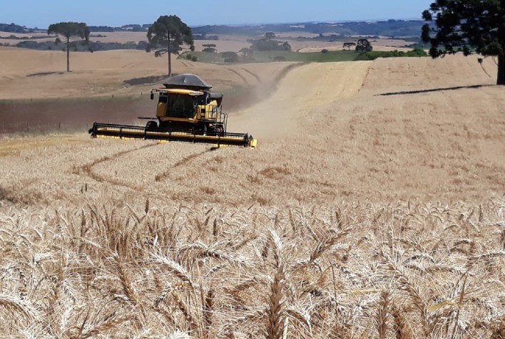 Incertezas no Potencial Produtivo de Trigo Desaceleram Negócios no Brasil