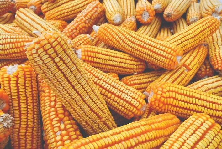 Mercado de Milho Registra Alta de Preços com Movimentação Portuária e Redução na Oferta