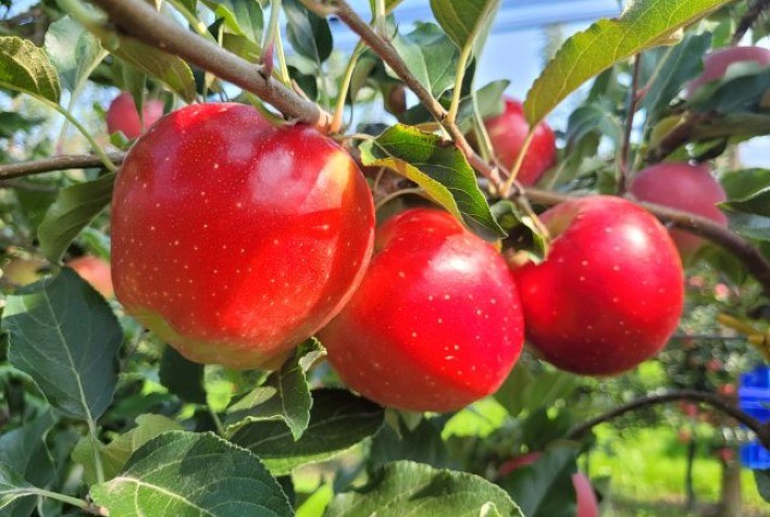 Variedades de Maçã da Epagri Ganham Espaço na Europa e Planejam Expansão Global