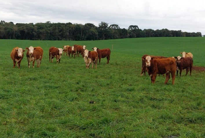 Estratégias para Superar os Desafios da Pecuária no Sul: Forrageiras de Inverno e Suplementação Mineral Aditivada