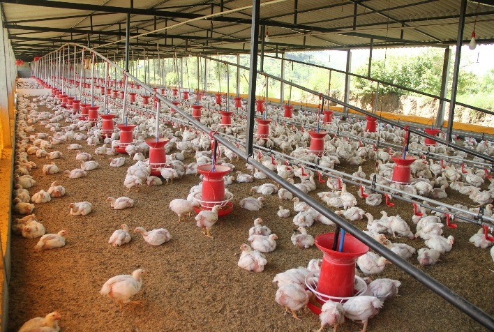 Microrganismos Potencializam a Nutrição e Saúde de Aves e Suínos