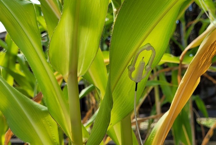 Tecnologia de Inteligência Artificial Avalia Necessidade de Água nas Plantas