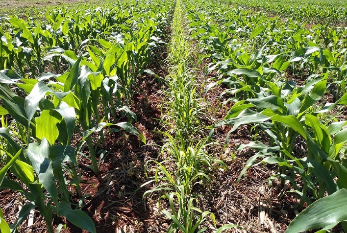 Seminário Debaterá Desafios e Oportunidades da Cadeia Produtiva da Soja no Brasil