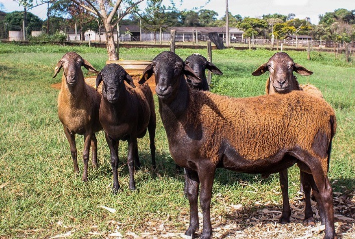 Proteínas Podem Indicar Resistência a Verminoses em Ovinos, Revela Estudo da Embrapa