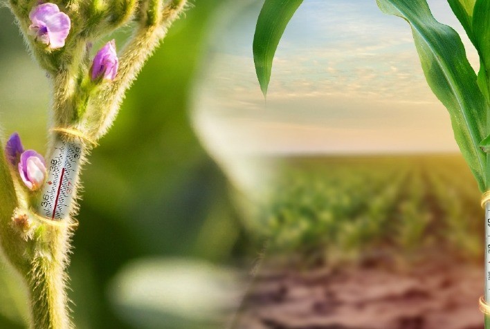 Atenção Redobrada para a Florada da Soja diante dos Impactos do La Niña
