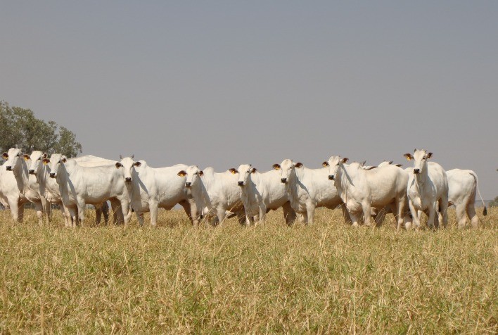 Suplementação Proteica Otimiza Desempenho e Rentabilidade dos Bovinos Durante a Estiagem