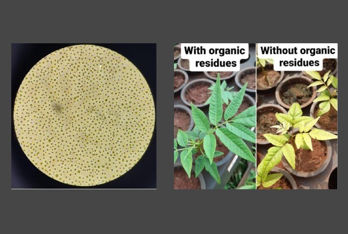Uso de Microalga e Resíduos Orgânicos para Otimização do Crescimento do Cedro