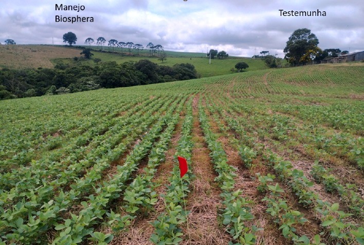 Avanços na Coinoculação da Soja: Benefícios Ampliados e Economia para o Produtor