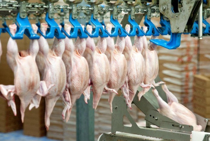 Desempenho do frango abatido na 34ª semana de 2024, quarta do mês de agosto