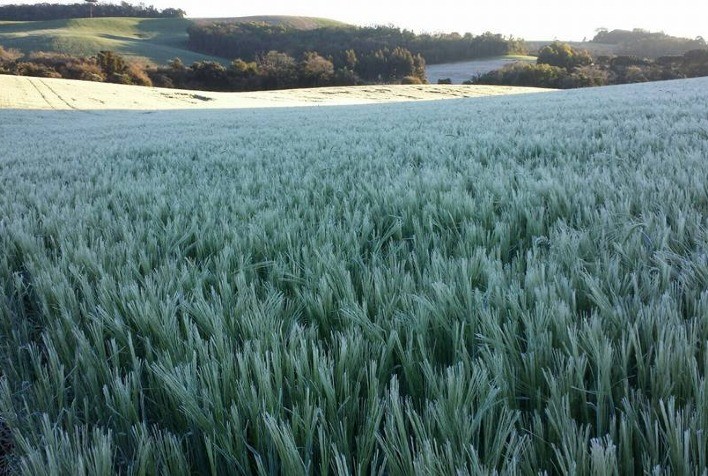 Geadas no Sul colocam triticultores em estado de alerta