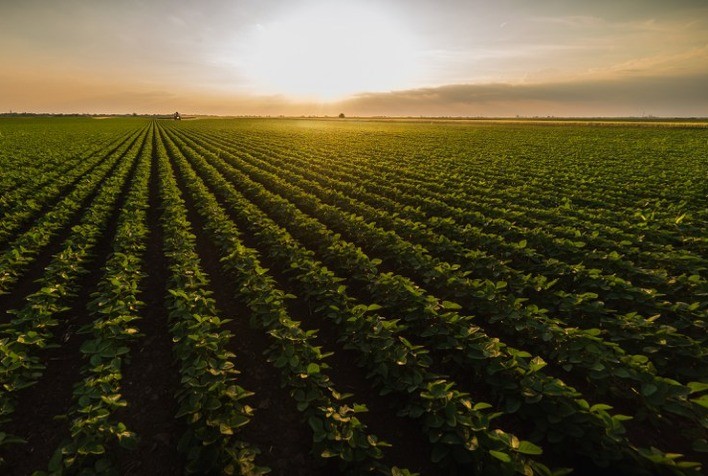 Safra 2024/25: Crescimento da Área Plantada com Soja no Brasil Será o Menor em Uma Década, Afirma Cofco
