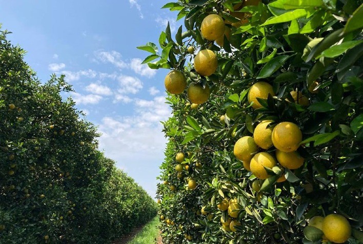 Minas Gerais Recebe Investimentos para Expansão da Produção de Laranja