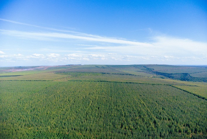 Revolução Verde no Setor Florestal: Eficiência Energética Transforma Operações e Reduz Impacto Ambiental